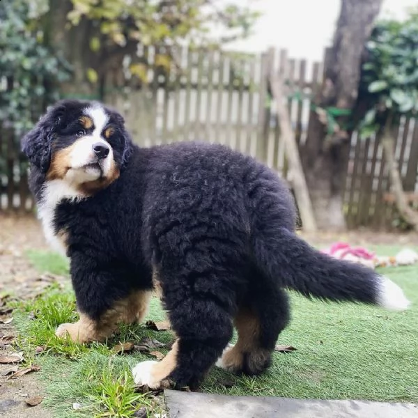 bavaro bernese ccuccioli pronto ora per nuove case | Foto 3