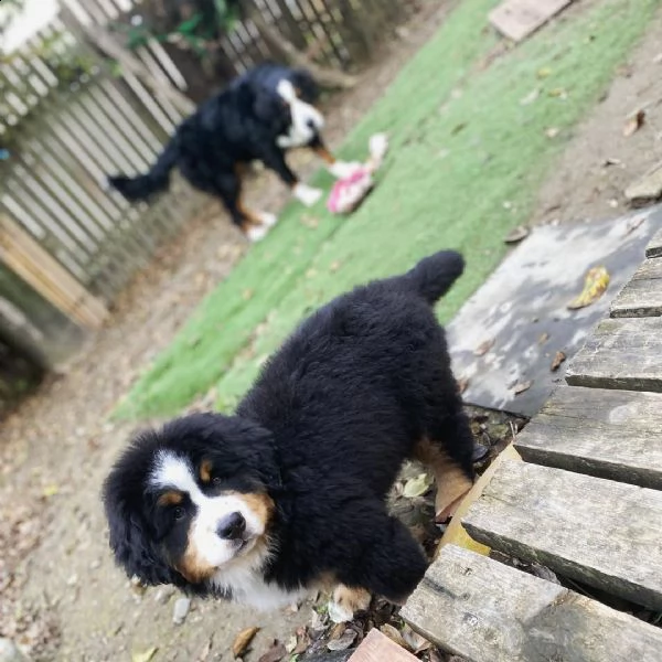 bavaro bernese ccuccioli pronto ora per nuove case | Foto 2