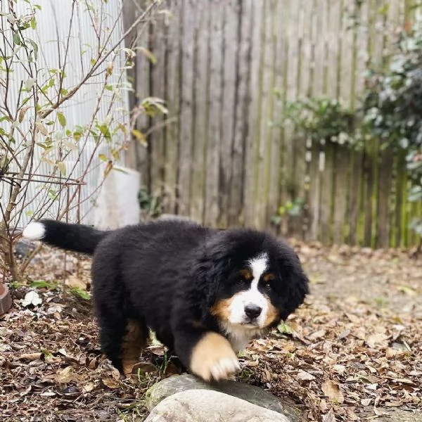 bavaro bernese ccuccioli pronto ora per nuove case | Foto 1