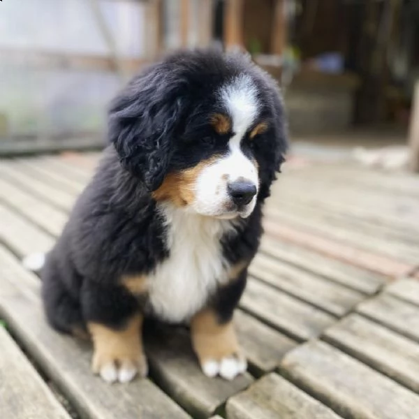 bavaro bernese ccuccioli pronto ora per nuove case | Foto 0