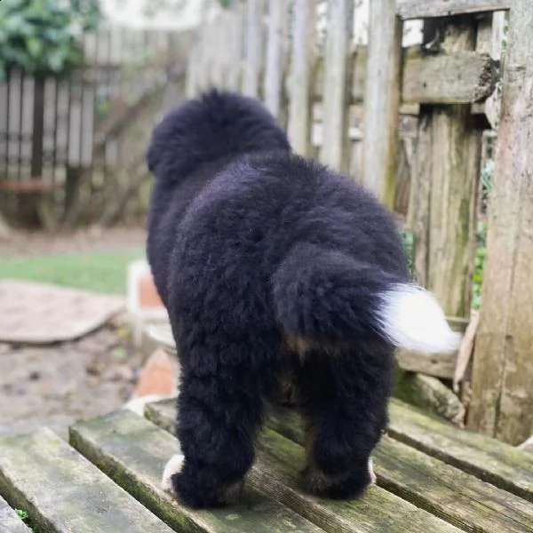 bavaro bernese ccuccioli pronto ora per nuove case