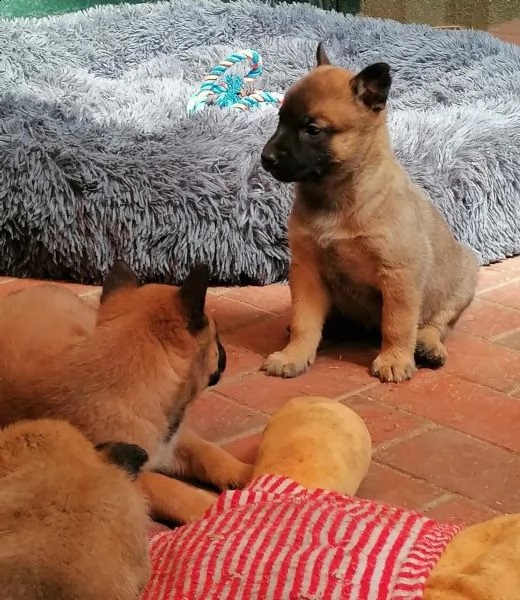 3 cuccioli di pastore belga malinois | Foto 2