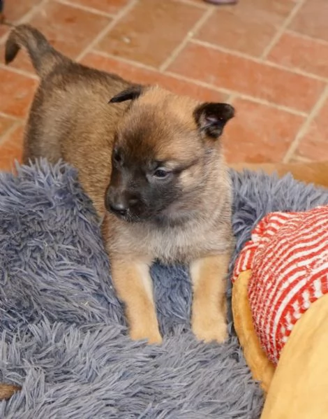 3 cuccioli di pastore belga malinois | Foto 1