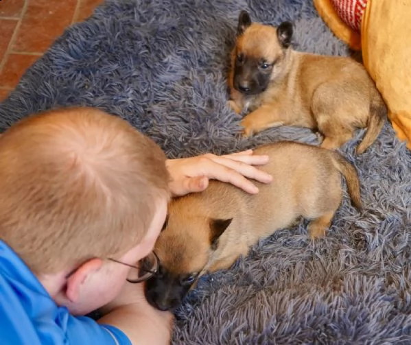 3 cuccioli di pastore belga malinois | Foto 0