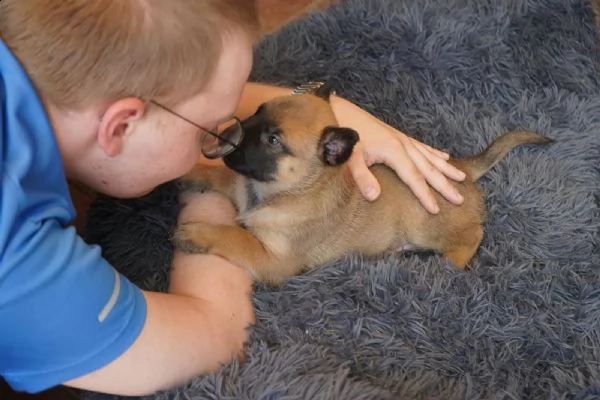 3 cuccioli di pastore belga malinois