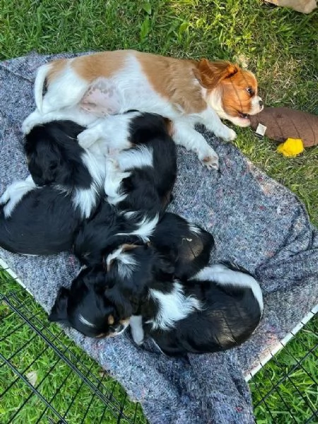 disponibili cuccioli cavalier king charles | Foto 1