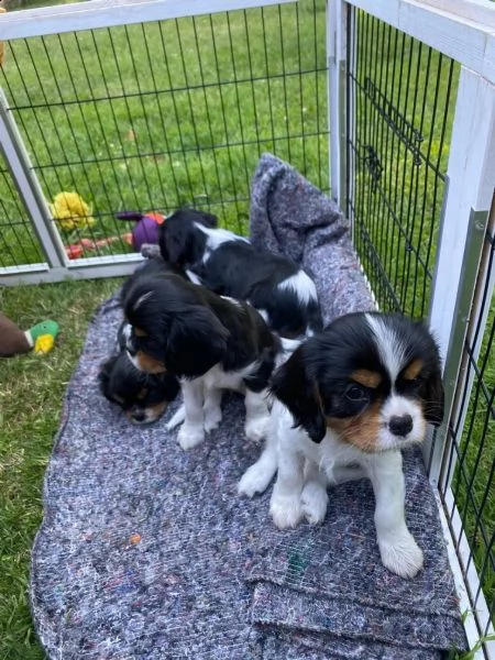 disponibili cuccioli cavalier king charles