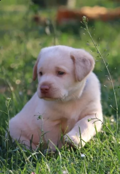 3 cuccioli di labrador cioccolato con pedigree | Foto 2