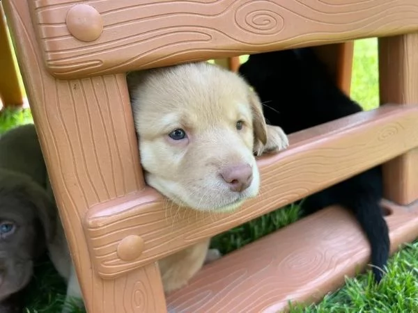 3 cuccioli di labrador cioccolato con pedigree | Foto 1