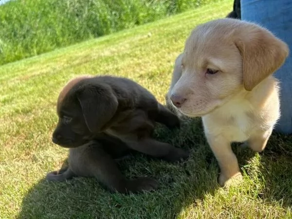 3 cuccioli di labrador cioccolato con pedigree | Foto 0