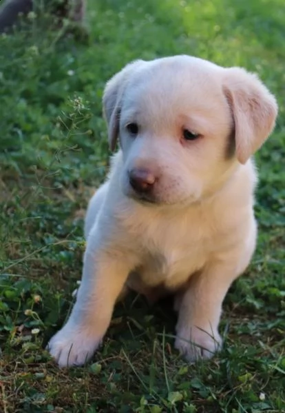 3 cuccioli di labrador cioccolato con pedigree