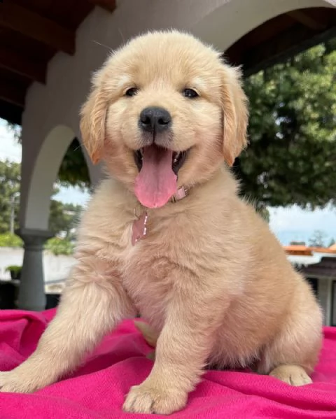 cuccioli di golden retriever con pedigree | Foto 2