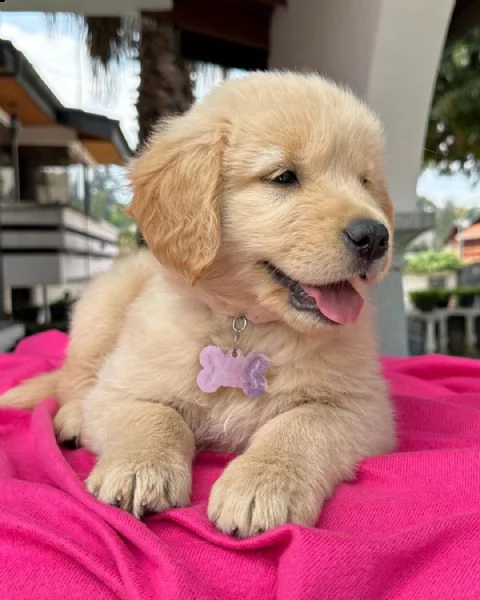 cuccioli di golden retriever con pedigree | Foto 1