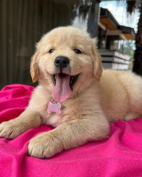 cuccioli di golden retriever con pedigree | Foto 0