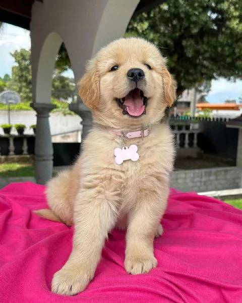 cuccioli di golden retriever con pedigree