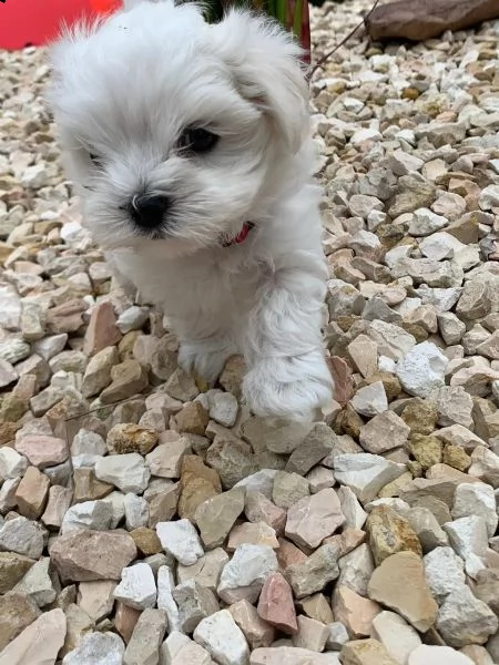 bellissimi cuccioli di maltese maschio e femmina