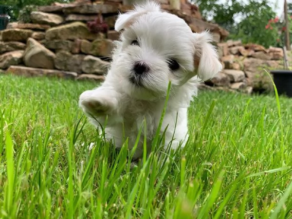 bellissimi cuccioli di maltese maschio e femmina | Foto 1