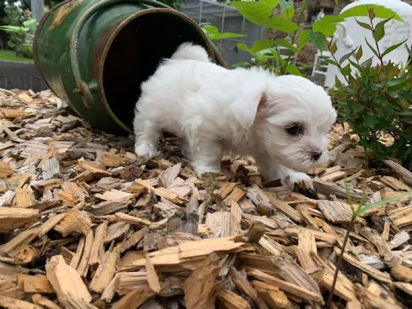 bellissimi cuccioli di maltese maschio e femmina | Foto 0