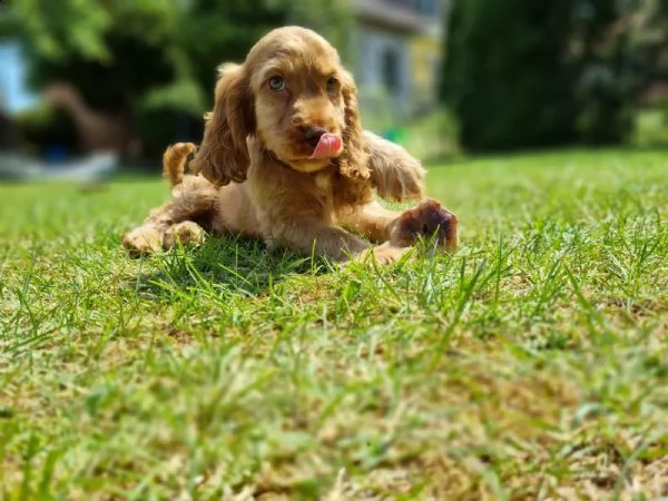 cuccioli di cocker spaniel maschio e femmina  | Foto 2