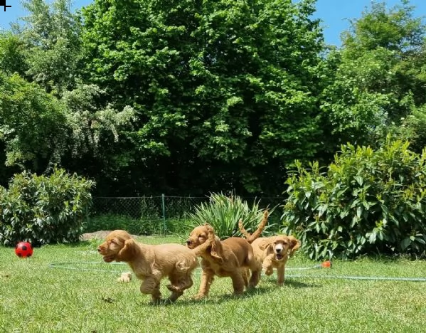 cuccioli di cocker spaniel maschio e femmina  | Foto 1