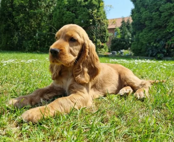 cuccioli di cocker spaniel maschio e femmina  | Foto 0