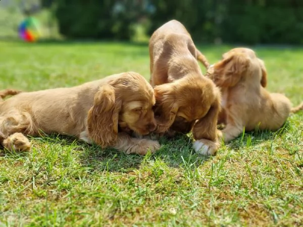 cuccioli di cocker spaniel maschio e femmina 