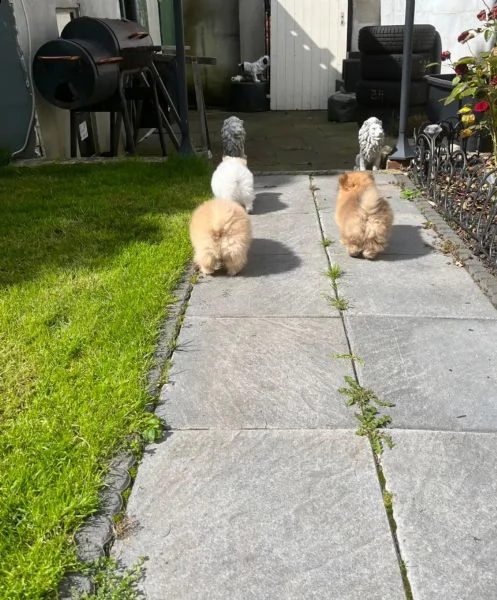 cucciolo di pomerania pomerania | Foto 2