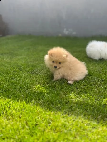 cucciolo di pomerania pomerania | Foto 1
