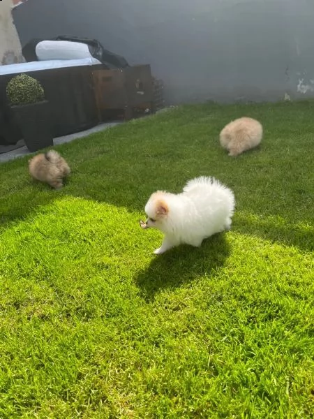 cucciolo di pomerania pomerania | Foto 0
