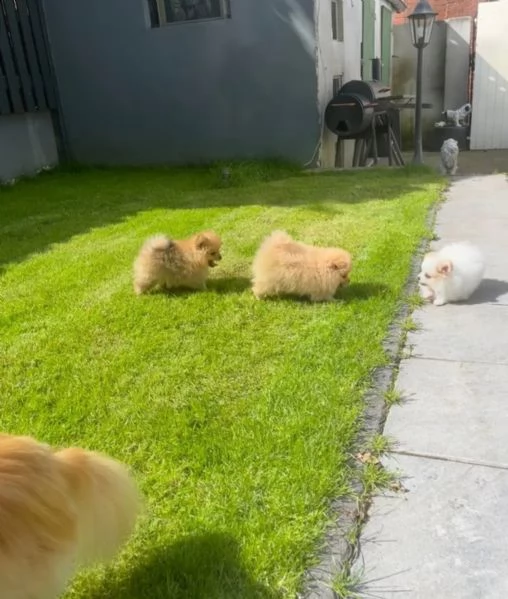 cucciolo di pomerania pomerania