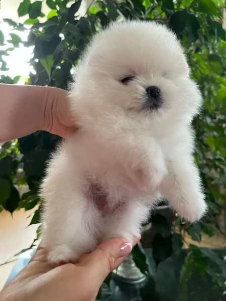 i cuccioli di pomerania con pedigree cercano una nuova casa amorevole | Foto 1