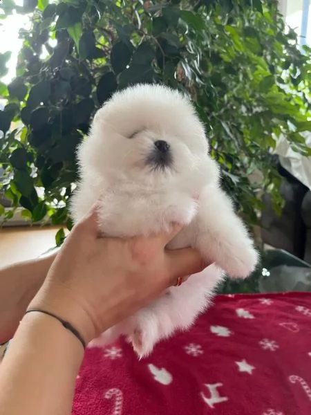 i cuccioli di pomerania con pedigree cercano una nuova casa amorevole | Foto 0