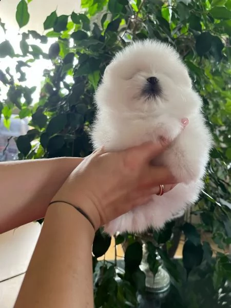 i cuccioli di pomerania con pedigree cercano una nuova casa amorevole