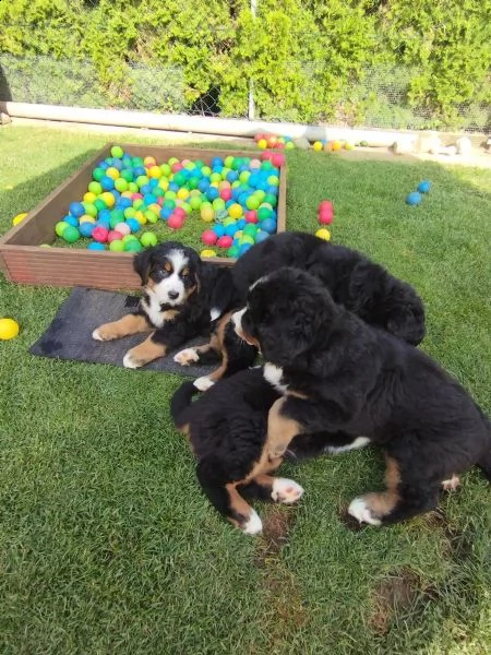 meravigliosi cuccioli di bovaro del bernese | Foto 1