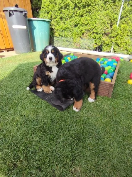 meravigliosi cuccioli di bovaro del bernese