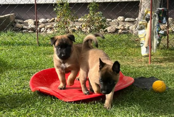 CUCCIOLI DI PASTORE BELGA MALINOIS | Foto 3
