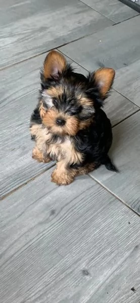 BELLISSIMI CUCCIOLI DI YORKSHIRE TERRIER DISPONIBILI | Foto 3