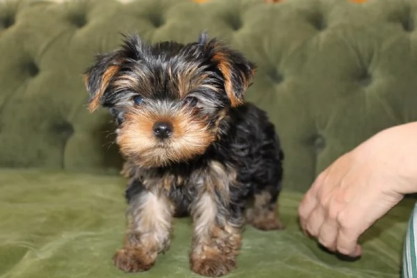 BELLISSIMI CUCCIOLI DI YORKSHIRE TERRIER DISPONIBILI