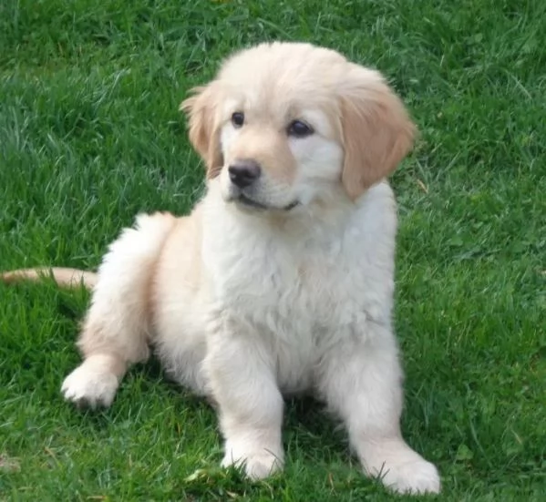 Cuccioli golden Retriever inglese con pedigree