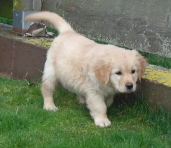 Cuccioli golden Retriever inglese con pedigree | Foto 1