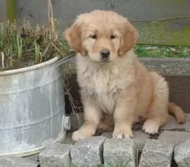 Cuccioli golden Retriever inglese con pedigree | Foto 0
