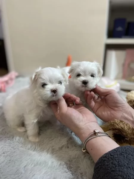 Piccoli cuccioli maltesi | Foto 2