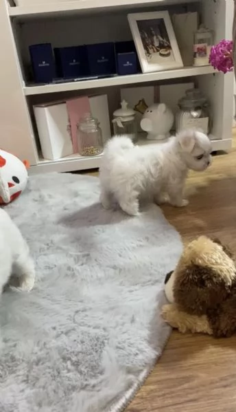Piccoli cuccioli maltesi | Foto 1