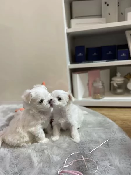 Piccoli cuccioli maltesi | Foto 0