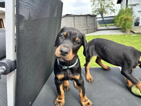 3 Cuccioli di razza Doberman con pedigree | Foto 4