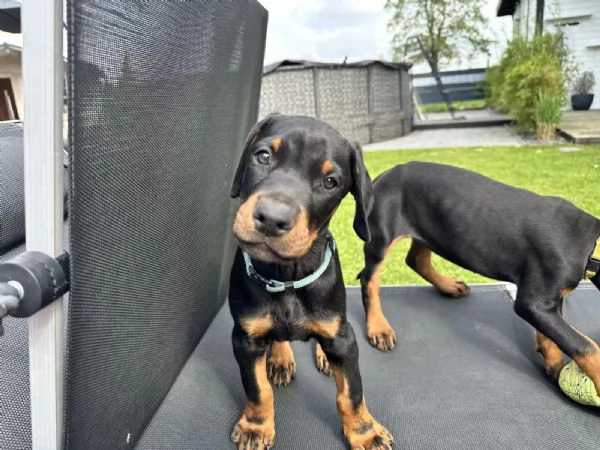 3 Cuccioli di razza Doberman con pedigree