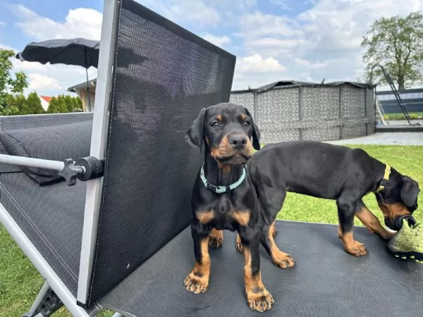 3 Cuccioli di razza Doberman con pedigree | Foto 1