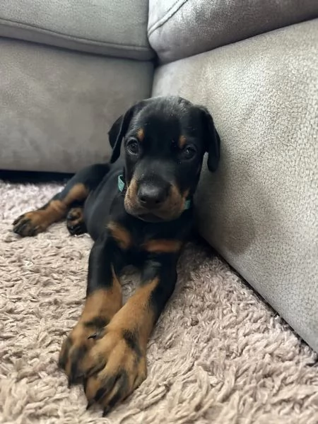 Cuccioli di razza Doberman con pedigree | Foto 4