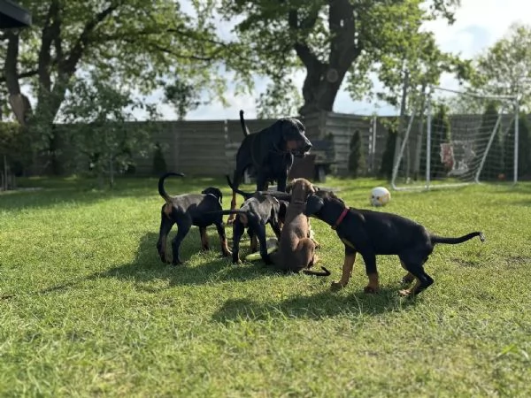 Kucciolata di Dobermann Maschi Femmine | Foto 4