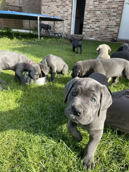 Fantastici cuccioli di cane corso | Foto 3